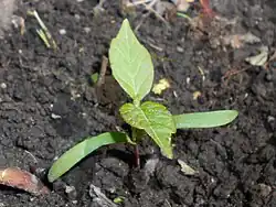 Seedling