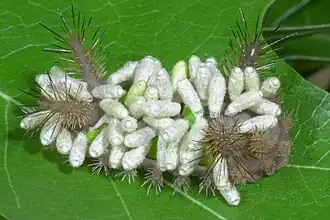 Saddleback caterpillar with parasitic braconid wasp larvae