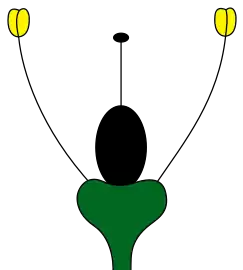 Achlamydeous floral meristem without a corolla or calyx