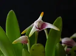 Masdevallia (Masdevallia) sect. Minutae: Masdevallia wendlandiana
