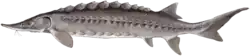 The sturgeon Acipenser oxyrhynchus has a cartilaginous endoskeleton