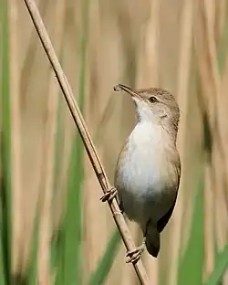 Common reed warbler