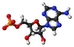 Ball-and-stick model of AMP