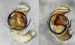 Palpal organs of two species of undescribed Australian Afraflacilla showing the obviously different places on the imaginary clock face at which the embolus arises. These are diagnostic for species, in combination with other characters.
