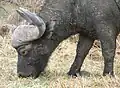 Cape buffalo