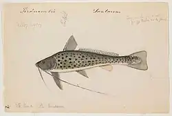 Aguarunichthys torosus