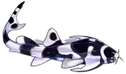 Ailuracantha dorsofelis