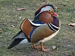 Mandarin drake