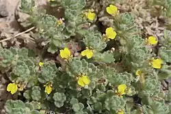 A small plant with fuzzy leaves encircling stems and yellow flowers with large lips
