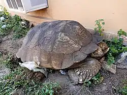 King 350 years Alagba Soun Ogbomoso, 🐢