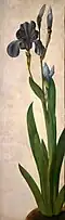 Iris, c. 1503, Albrecht Dürer