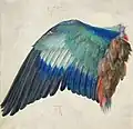 Wing of a European Roller, c. 1500 ("1512" by later hand), watercolour and gouache on parchment, 19.6&nbsp;×&nbsp;20&nbsp;cm, Albertina (4840)