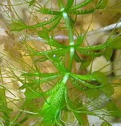 A small submerged plant