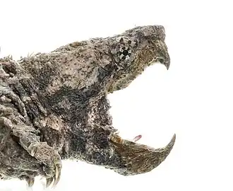 Head of a young alligator snapping turtle