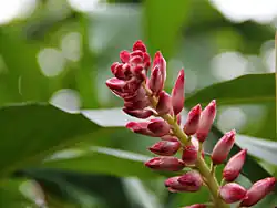 Alpinia hainanensis 'Shengzhen'