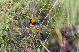 Altamira oriole, Santa Ana NWR