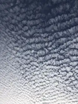 Altocumulus mackerel sky clouds over Burlington, Canada.