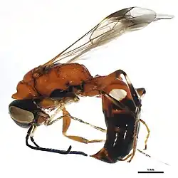 Species of wasp