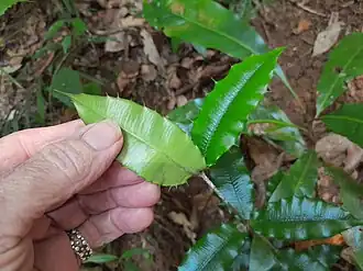 Underside of leaf