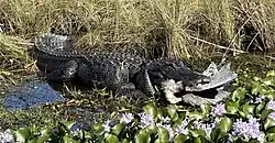 Eating a great blue heron