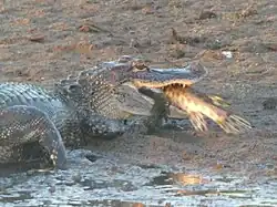 Eating a Florida gar
