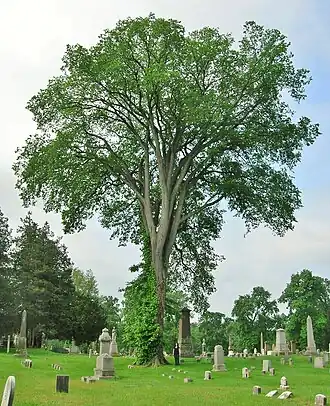 American elm, Spring Grove Cemetery, Hartford, Connecticut (2012). Girth 15 ft at 4.5 ft above ground; height 83 ft; spread 75 ft. This tree died in 2021 due to Dutch Elm disease.