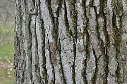 Deeply ridged bark