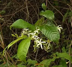 Amphineurion marginatum