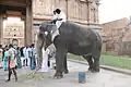 Temple elephant with devotees in the Brihadisvara Temple, Thanjavur, Tamil Nadu