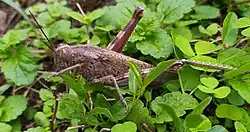 Female adult, 10&nbsp;cm. (El Escorial, Spain)