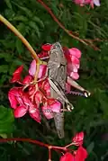 tree locust (Anacridium melanorhodon ssp. arabafrum) on Begonia sp. flowers, on Réunion island