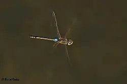 Anax ephippiger male from United Arab Emirates