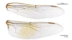 Female wings