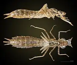 Exuviae