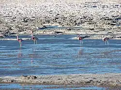 Group of Andean flamingos in the Salar de Pedernales in the Atacama Region of Chile