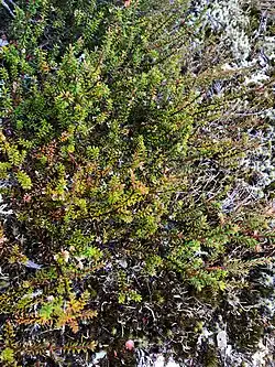 A green plant with lots of little leaves