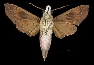 Angonyx testacea ♂ △