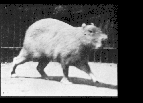 Animal locomotion, Capybara Walking