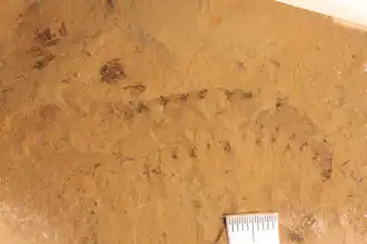 Fossils of H. magnabasis including a frontal appendage and a partial oral cone (upper left corner)