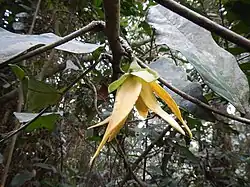 Branch of a tree with leathery-leaves and a downward-hanging flower with pale orange lanceolate petals and short sepals