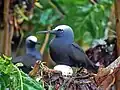 Nesting in Tubbataha Reef National Park, Philippines