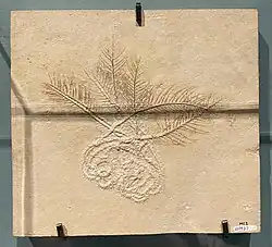 Fossil Croinoid Antedon primatus