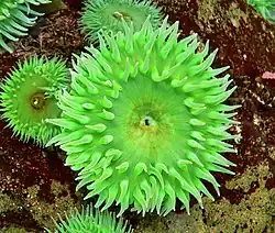 Anthopleura xanthogrammica; the green color is due to endosymbiotic Elliptochloris marina