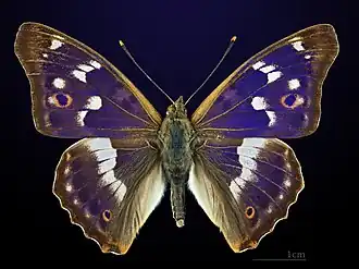 Apatura ilia ilia, male dorsal
