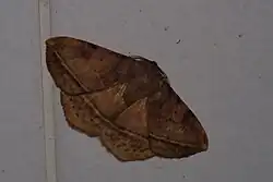 Species specimen. Brown moth.