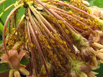 Colony on Asclepias syriaca inflorescence