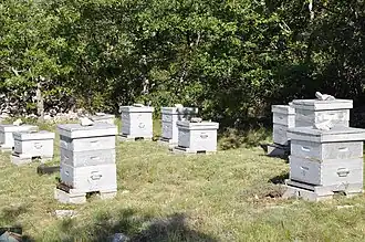 Beekeeping in the Alpes provençales