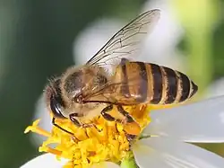 A. cerana in Thailand