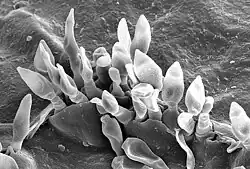 Scanning electron micrograph of Venturia inaequalis ascospores germinating through a crab-apple leaf cuticle
