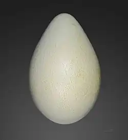 Egg of an emperor penguin, from Jacques Perrin de Brichambaut's collection, obtained at Archipel de Pointe Géologie, Adélie Land.